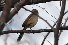 Tchagra australis