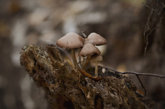 Mycena clarkeana