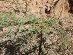 Vachellia tortilis