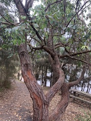 Eucalyptus botryoides