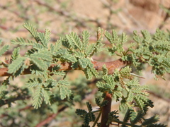 Vachellia tortilis