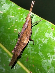 Desmoptera truncatipennis