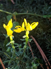 Genista hispanica