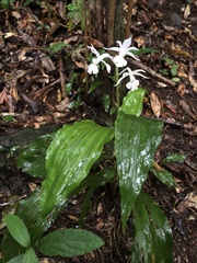 Calanthe arisanensis
