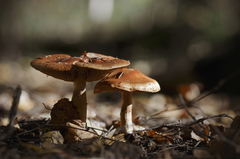 Pholiota velaglutinosa