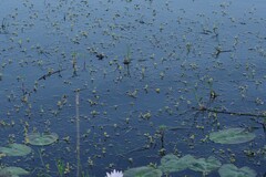Utricularia stellaris