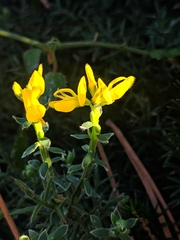 Genista hispanica