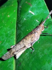 Desmoptera truncatipennis
