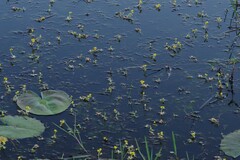 Utricularia stellaris