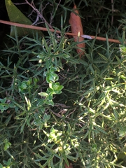 Genista hispanica