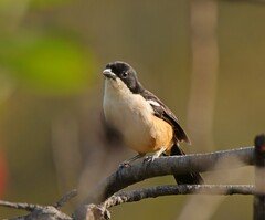 Laniarius ferrugineus ferrugineus