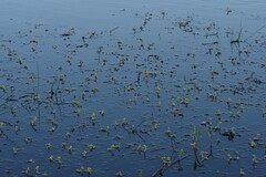 Utricularia stellaris