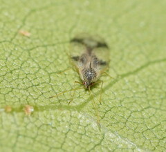 Stephanitis pyrioides