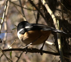 Laniarius ferrugineus ferrugineus