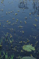 Utricularia stellaris