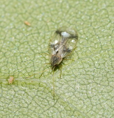 Stephanitis pyrioides