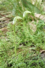 Pterostylis monticola