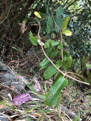Cryptolepis sinensis