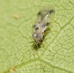 Stephanitis pyrioides