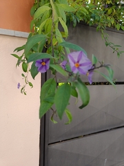Lycianthes rantonnetii