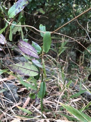 Cryptolepis sinensis