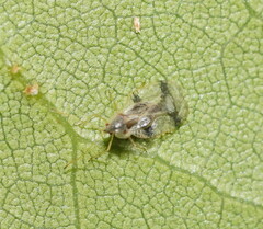 Stephanitis pyrioides