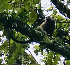 Saguinus leucopus