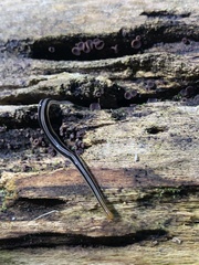 Continenticola