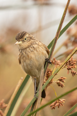 Hymenops perspicillatus