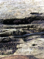 Continenticola