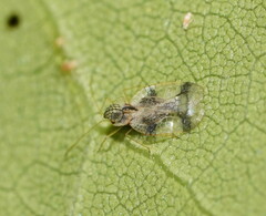 Stephanitis pyrioides