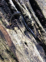 Continenticola
