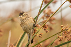 Hymenops perspicillatus