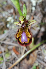 Ophrys speculum
