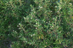 Lippia javanica