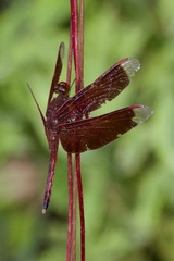 Neurothemis terminata