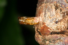 Synanthedon formicaeformis