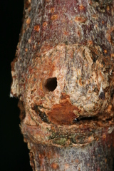 Synanthedon formicaeformis