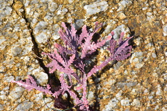 Calliarthron cheilosporioides