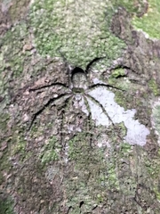 Pandercetes gracilis