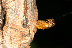 Synanthedon formicaeformis