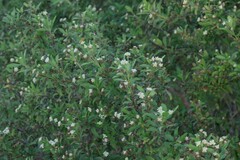 Lippia javanica
