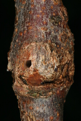 Synanthedon formicaeformis