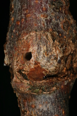 Synanthedon formicaeformis