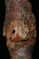 Synanthedon formicaeformis