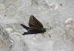 Erynnis marloyi