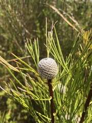 Isopogon anethifolius