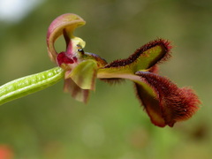 Ophrys speculum