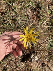 Tragopogon