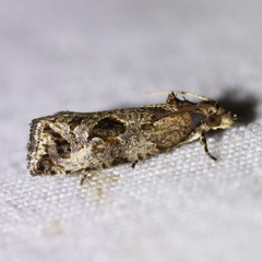Endothenia